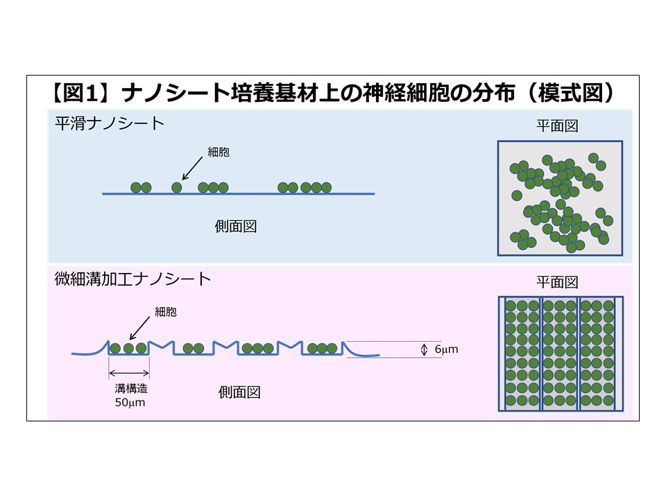 東海大学・東京工業大学・早稲田大学の研究グループ 培養神経細胞の